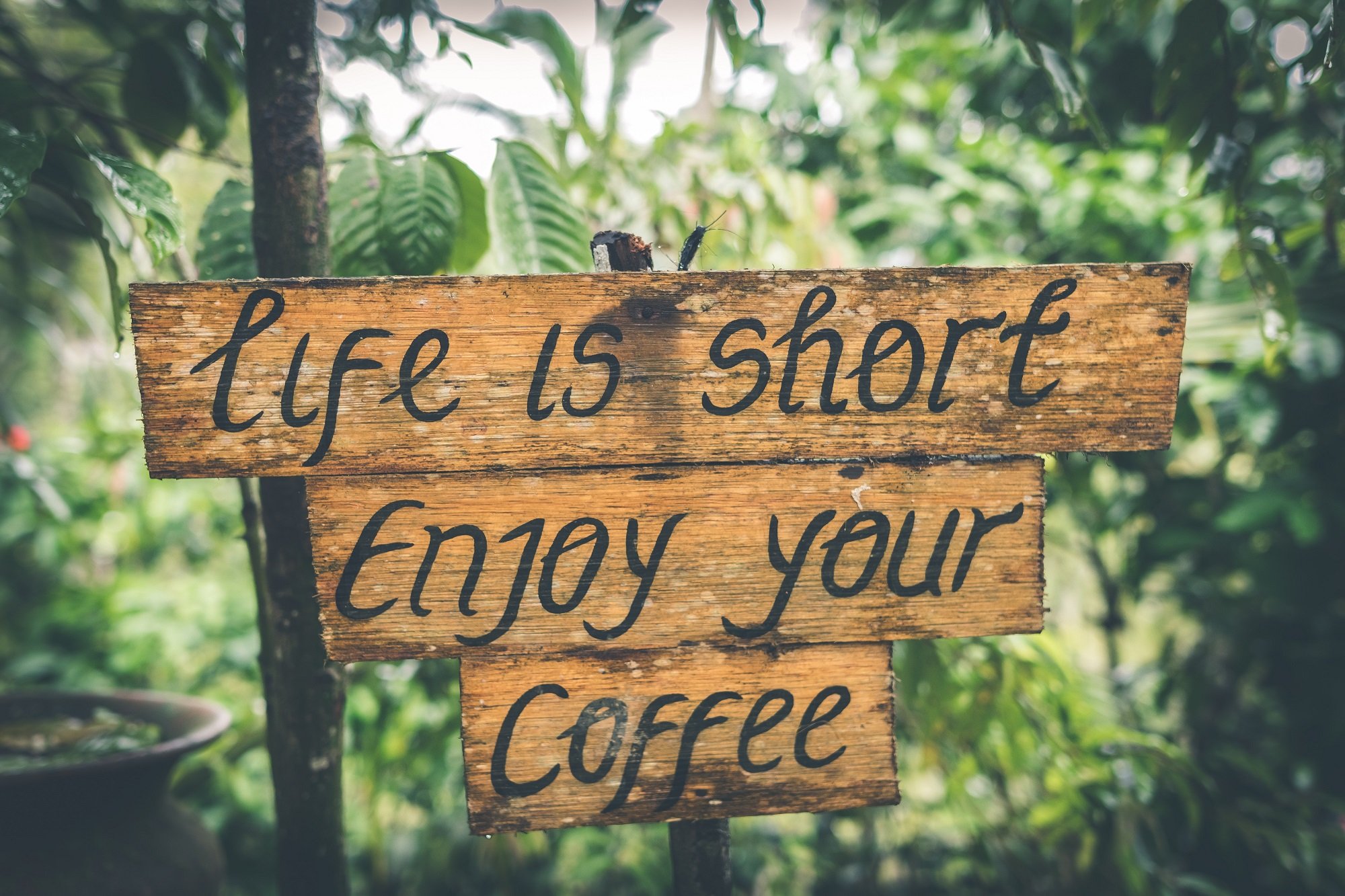 ดื่มกาแฟเป็นประจำส่งผลให้มีอายุยืนยาว